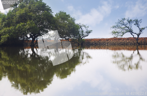 Image of Trees reflected in the water