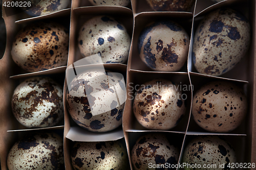 Image of Carton box with quail eggs