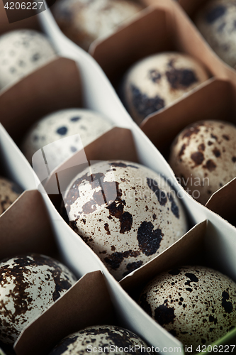 Image of Carton box with quail eggs