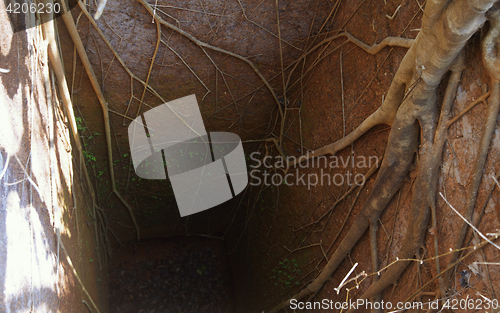 Image of Ancient deep well with roots of banyan tree