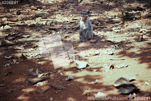 Image of Wild monkey in the jungle of India