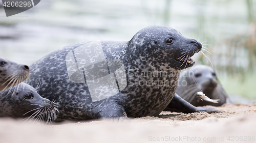 Image of Seal being fed