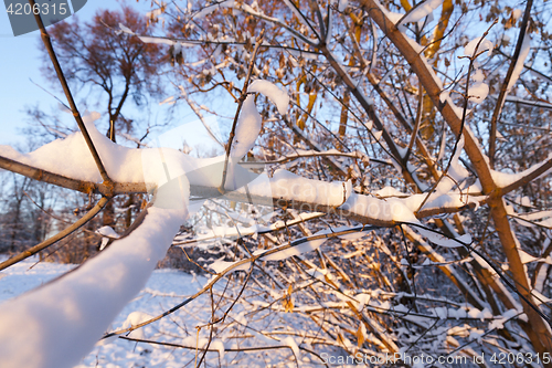 Image of trees in the snow