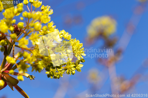 Image of flowering maple tree