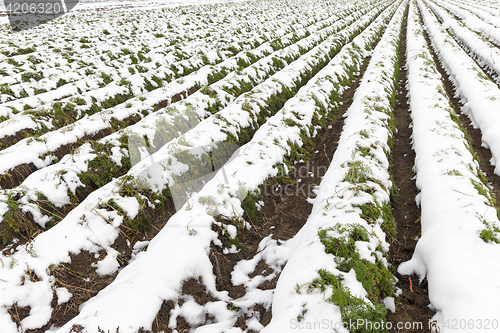 Image of carrot harvest in the snow