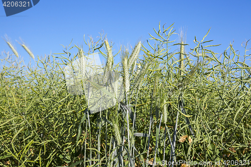 Image of Field with cereal