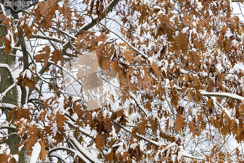 Image of trees in the snow