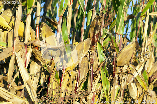 Image of Ripe yellow corn