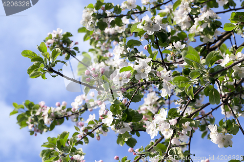 Image of White apple flowers in May