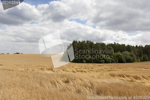 Image of field of ripe cereal