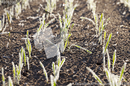 Image of agricultural plants, frost