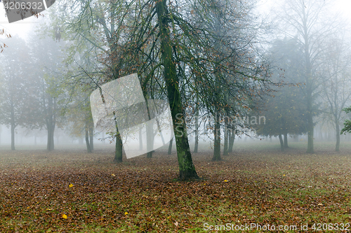 Image of Fog in autumn season