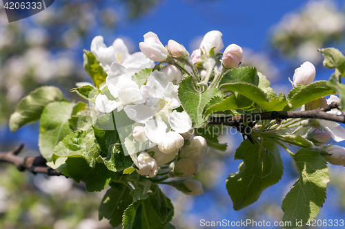 Image of apple flowers, sky