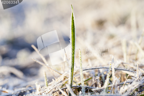 Image of green grass in the frost