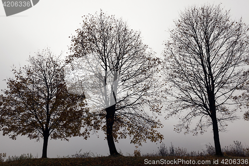 Image of Trees in the fog