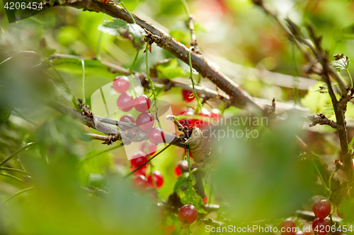 Image of red currant bush at summer garden branch