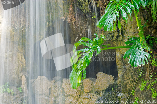 Image of Cave, waterfall and aquatic plant in Parque Genoves, Cadiz, Andalusia, Spain