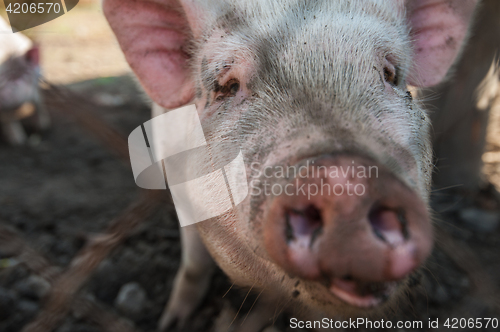 Image of Pig on a pig farm