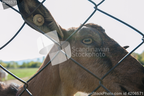 Image of goat portrait closeup