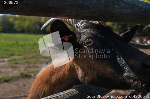 Image of goat portrait closeup