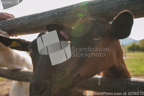 Image of goat portrait closeup