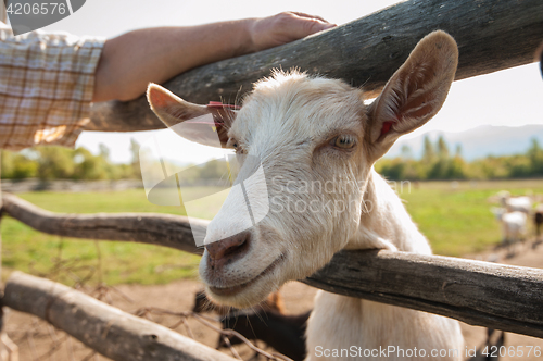 Image of white goat closeup