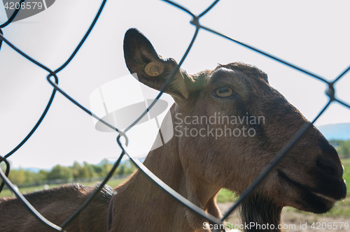 Image of goat portrait closeup