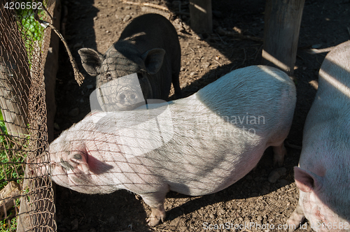 Image of Pig on a pig farm