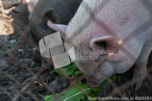 Image of Pig on a pig farm