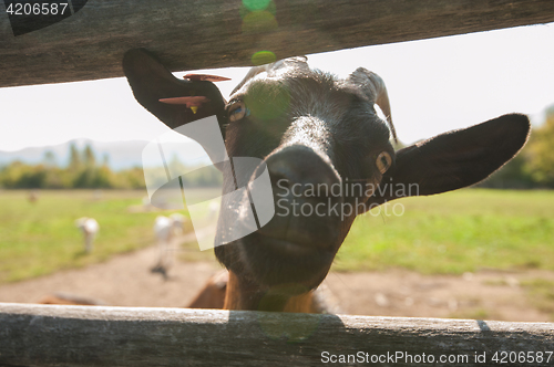 Image of goat portrait closeup