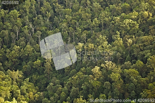 Image of Trees in the woods