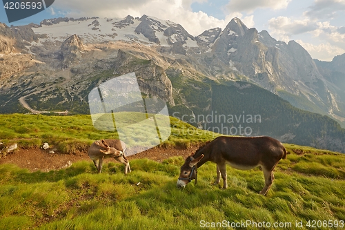 Image of Grazing Donkey in the alp