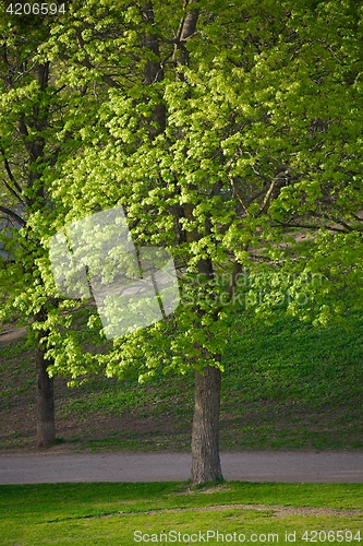 Image of Green tree in a park