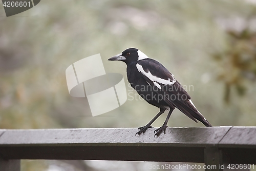 Image of Bird on a fence