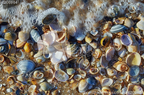 Image of Sheels on the seashore