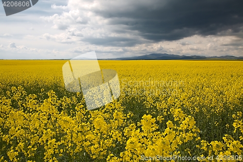 Image of Rapeseed field landscape