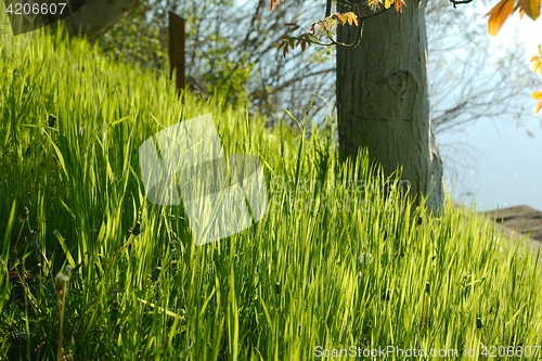 Image of Green Grass Field