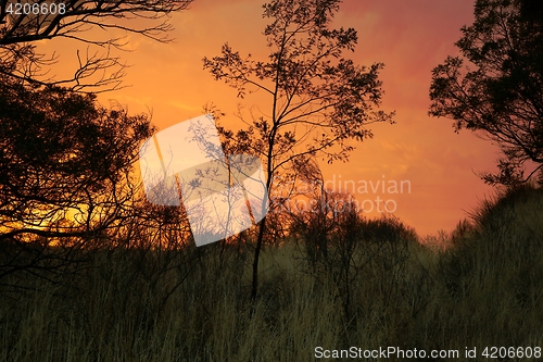 Image of Trees in Dusk