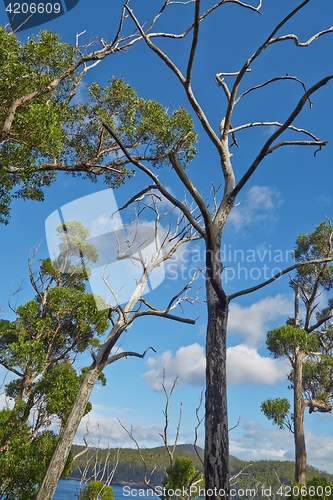 Image of Trees against blus sky