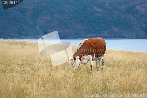 Image of Cows grazing dry grass