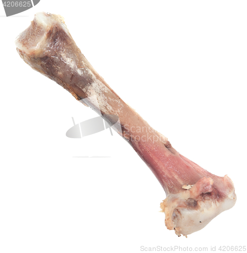 Image of chicken bone