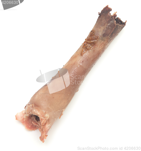 Image of chicken bone