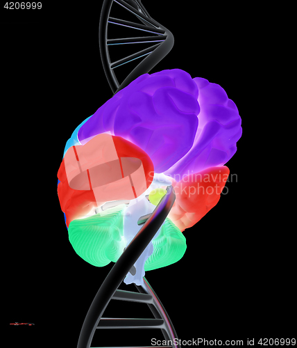 Image of Brain and dna. 3d illustration