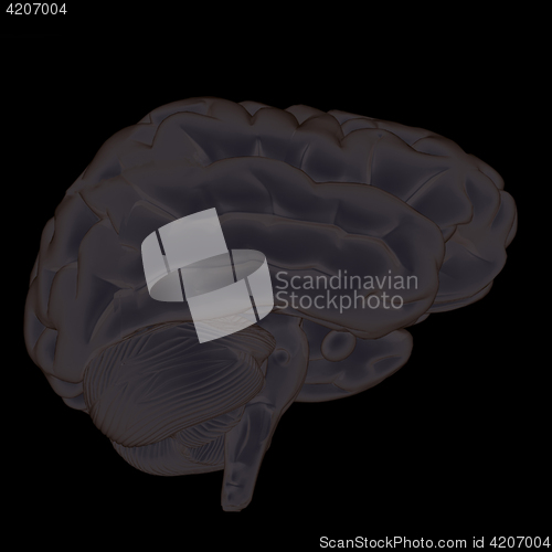 Image of 3D illustration of human brain