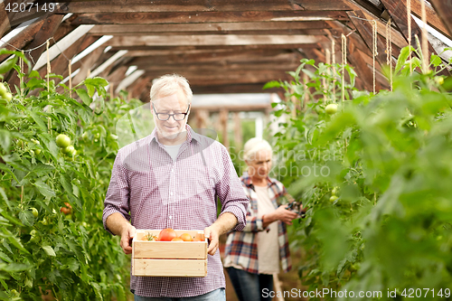 Image of old couple with box of tomatoes at farm greenhouse