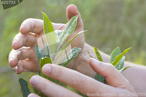 Image of Male hands protecting a plant