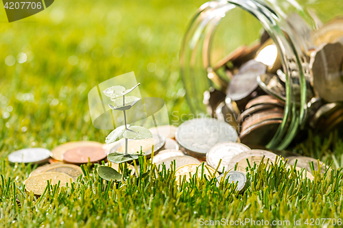 Image of Plant growing in Coins glass jar for money on green grass