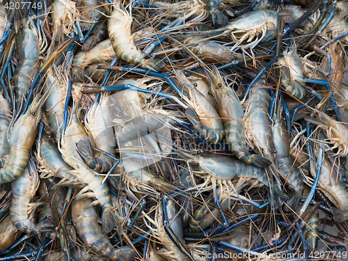 Image of Giant river prawns