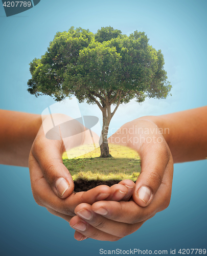 Image of hands holding green oak tree over blue background