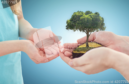 Image of close up of father and girl hands with oak tree